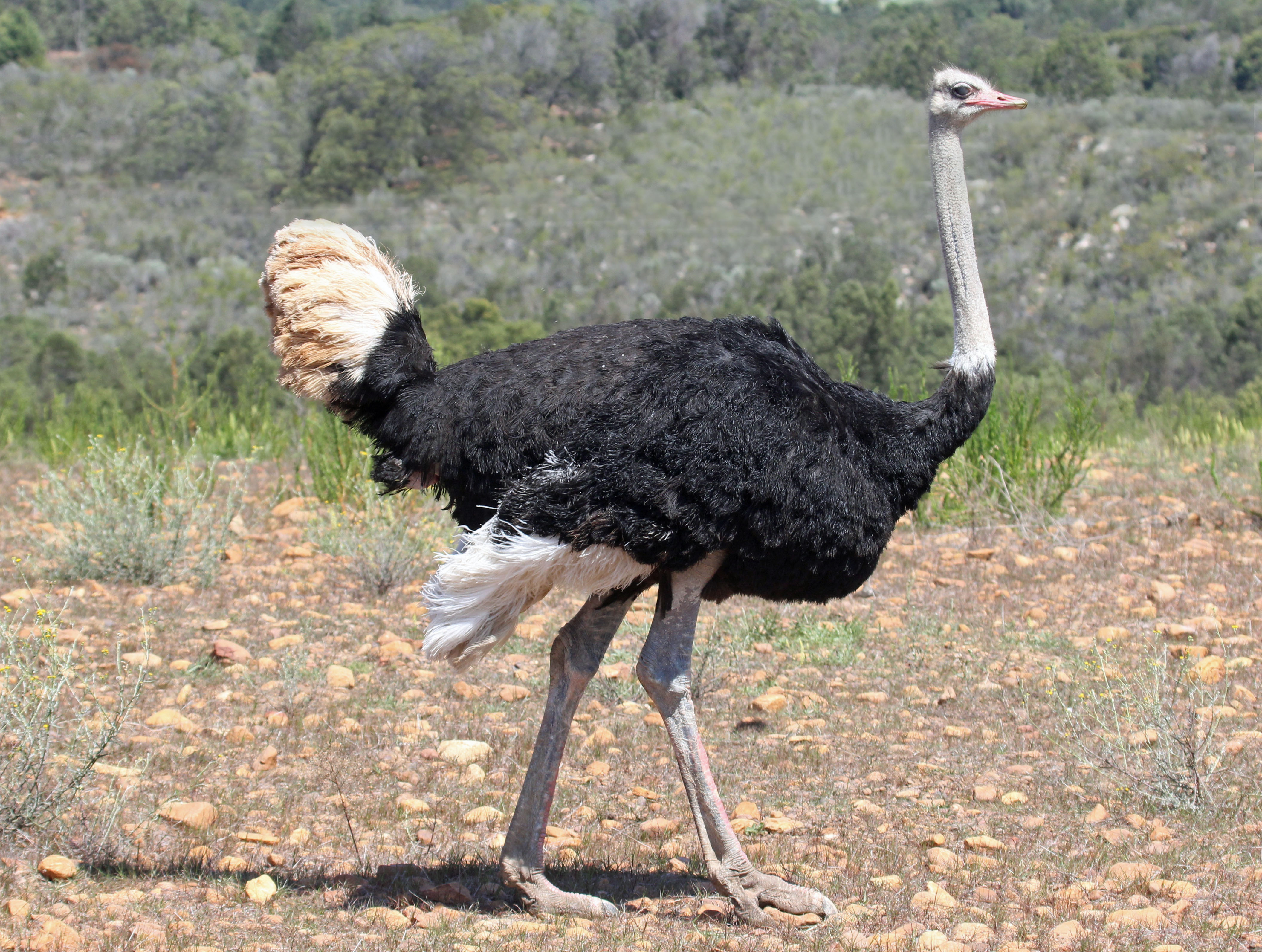 are the world's largest birds. Giant birds! Explore the majestic nostriches! are the world's largest birds. Giant birds! Explore the majestic nostriches!