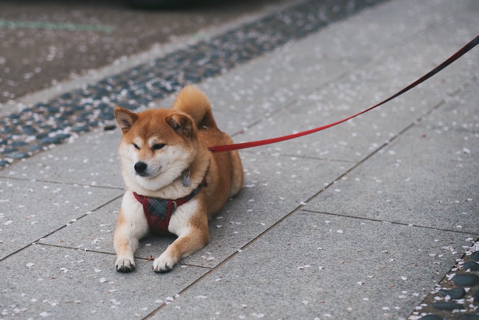 Shiba Inu: "Stay away from Shibarium. It's dangerous!" 1.Shiba Inu Authority Issues Dire Warning on Shibarium
