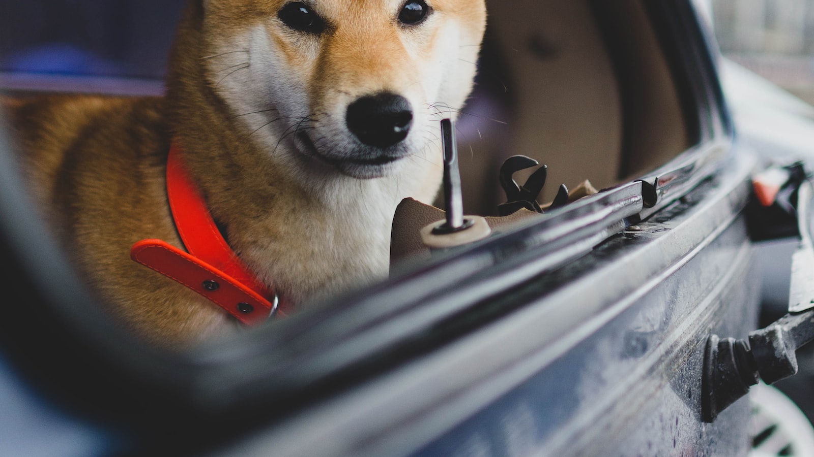 Shiba Inu's social media buzz soars as bullish momentum persists. 1. Shiba Inu Bullish Momentum Shows No Sign of Slowing