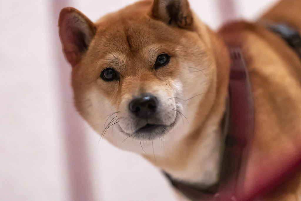 Shiba Inu community on high alert: Telegram admin account hacked. 1. Shiba Inu Telegram Admin Account Compromised: Community On High Alert