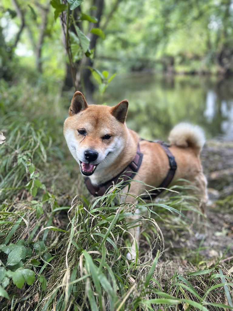 This is How Much Shiba Inu (SHIB) Tokens Got Burned Last Month 1. Shiba Inu (SHIB) Burned A Significant Number of Tokens Last Month