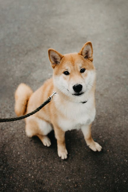 Shiba Inu's burn rate skyrockets to 100% a day after historic milestone! 1. Shiba Inu Token Bursts to Record High