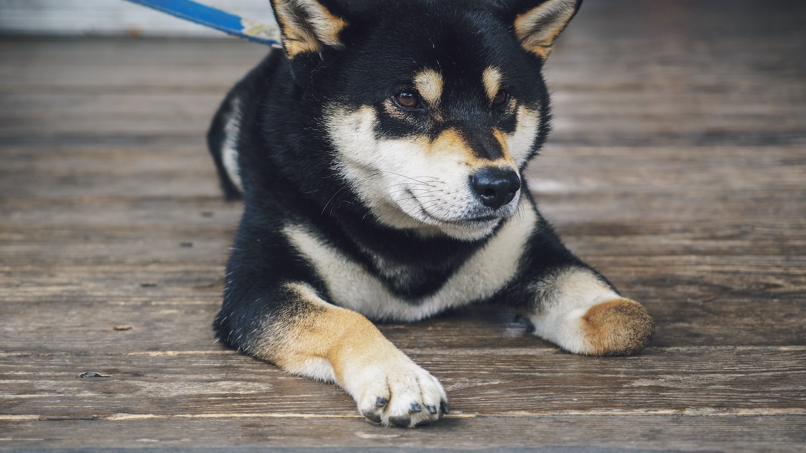 BREAKING: Shiba Inu Marketing Lead Calls On Robinhood To List BONE 1.