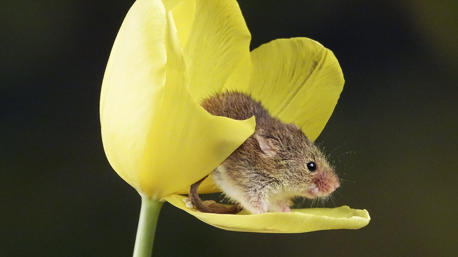 Discover why THORChain surged 83%, becoming the 3rd biggest DEX. Click here for the answer! 1. The Unexpected 83% Surge of the THORChain DEX