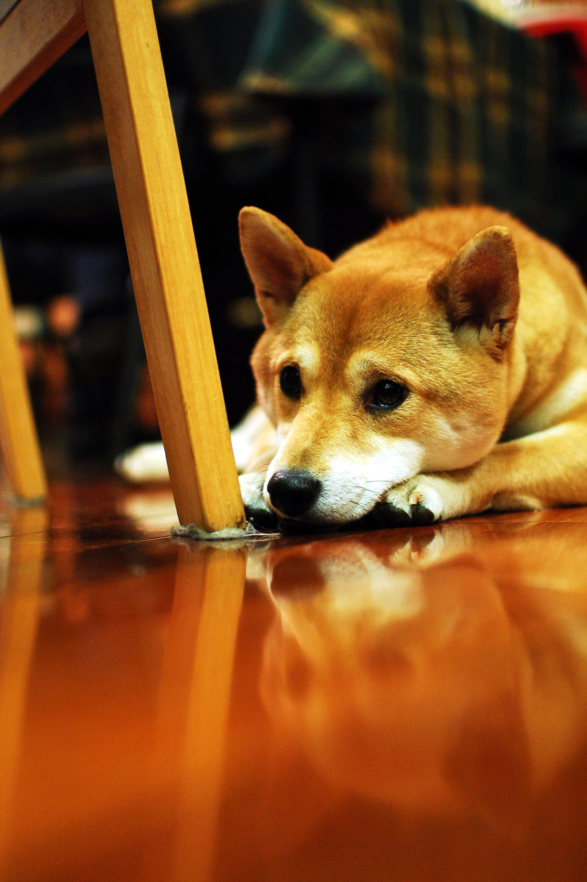Shiba Inu Team Drops Latest Edition Of SHIB Magazine, Here’s The Tea - Shiba Inu Team Releases Latest Edition of SHIB Magazine