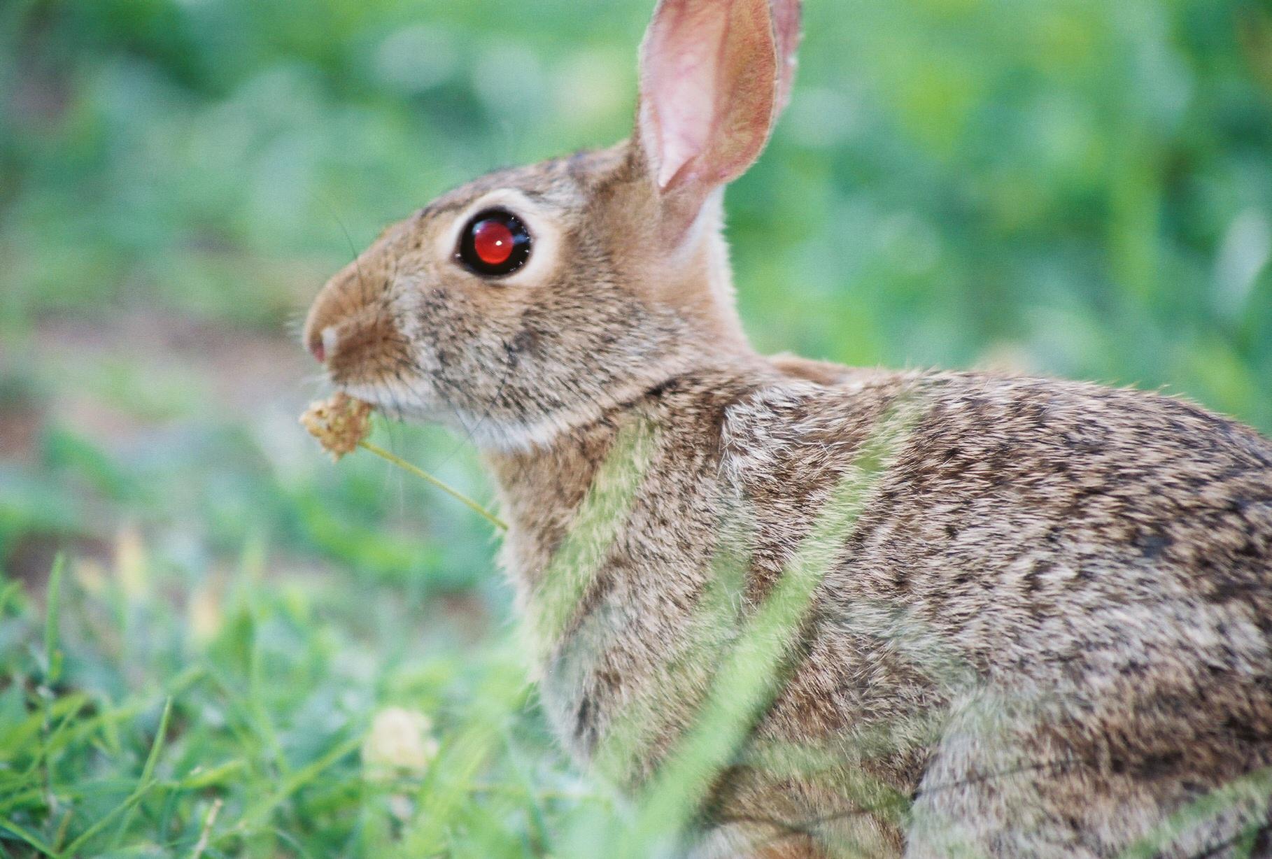 Rabbit R1 Reviews Herald ‘Standout’ AI Assistant After Disastrous Humane Pin Launch Rabbit R1 Reviews Herald ‘Standout’ AI Assistant After Disastrous Humane Pin Launch