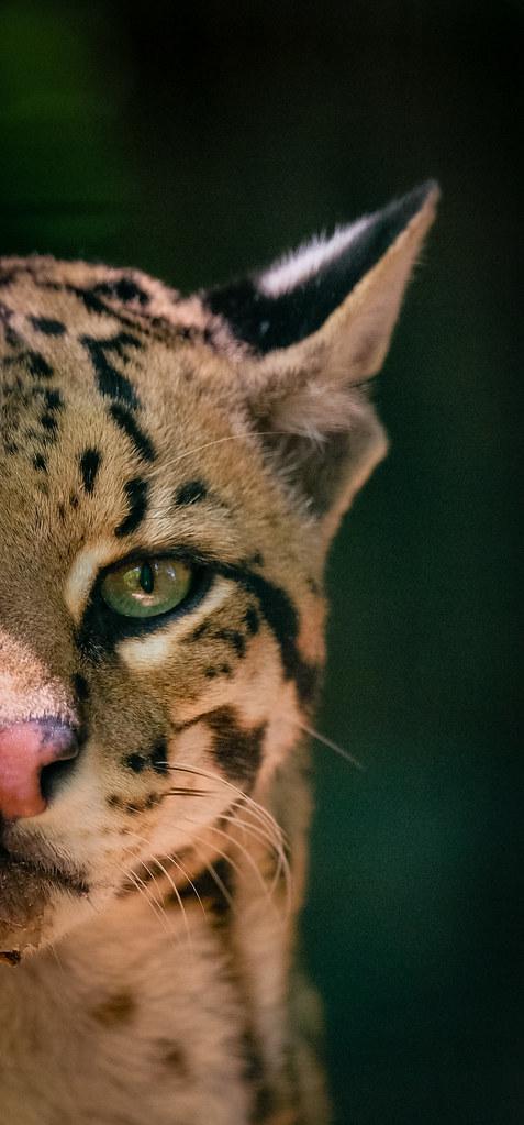 Halving events in Bitcoin's history have a significant impact on miners, presenting both challenges and opportunities Halving events