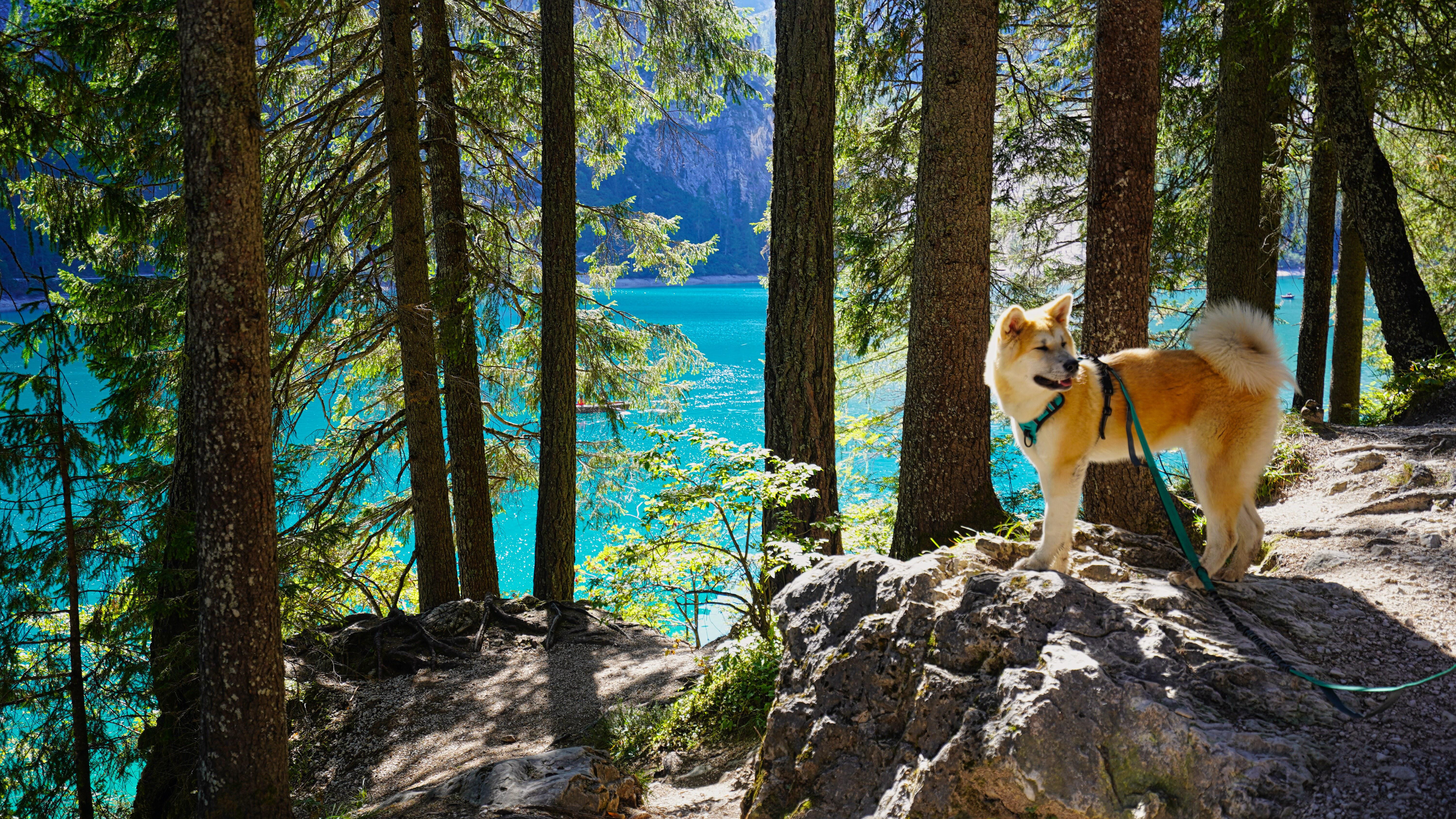 Shiba Inu Devs Unleash Shibarium Update: Get Ready for the Revolution Shiba Inu