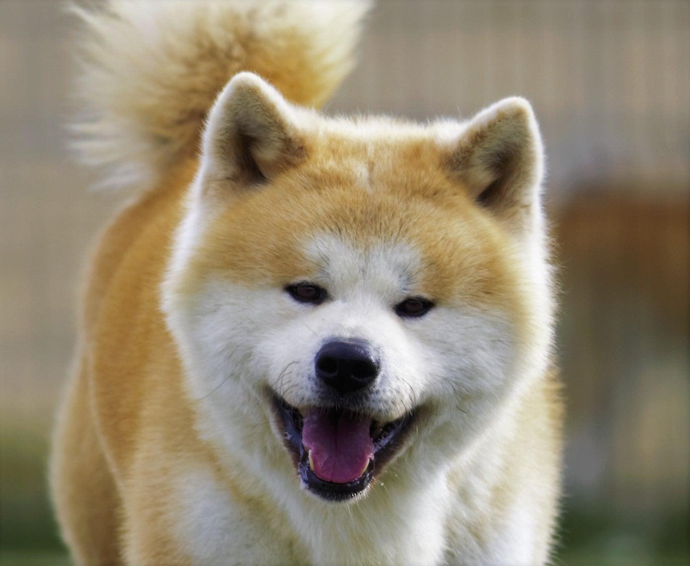 Akita Inu, a Japanese dog breed, is protected by blockchain technology to prevent counterfeiting and ensure authenticity Akita Inu