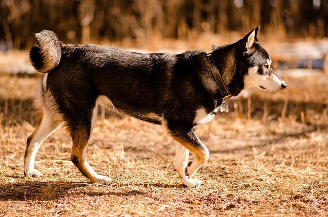 Shiba Inu raises $12 million to boost ecosystem Shiba Inu
