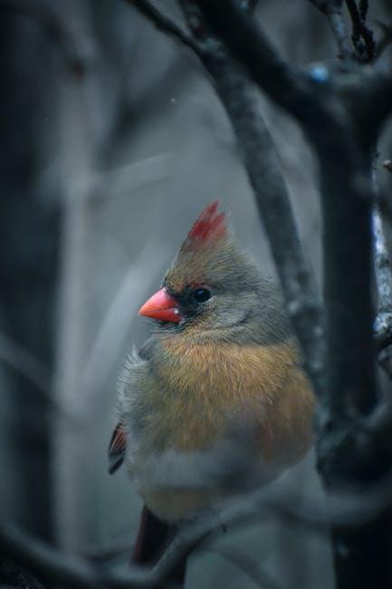 Ordinals: A blight on Bitcoin's blockchain 2. The Cardinal Supremacy: Discarding the Redundant