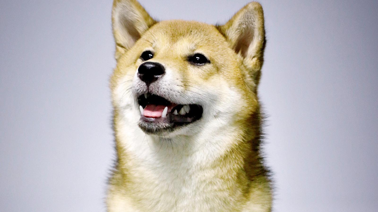 Shiba Inu team member unveils Shibarium hard fork date: May 2 Shiba Inu