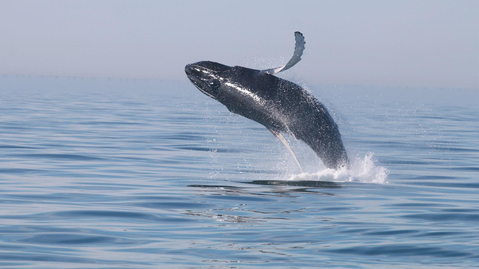 Whale's Bitcoin investment doubles previous record Whale