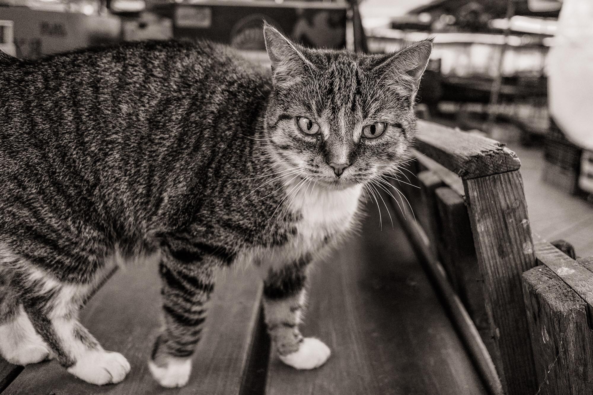OP_CAT: The Purr-fect Solution for Covenants? 2. Navigating the Legal Landscape of Pet Ownership