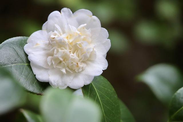 Is Chamomile Tea Okay on the Carnivore Diet? Exploring the Role of Chamomile Tea in a Strict Carnivore Diet