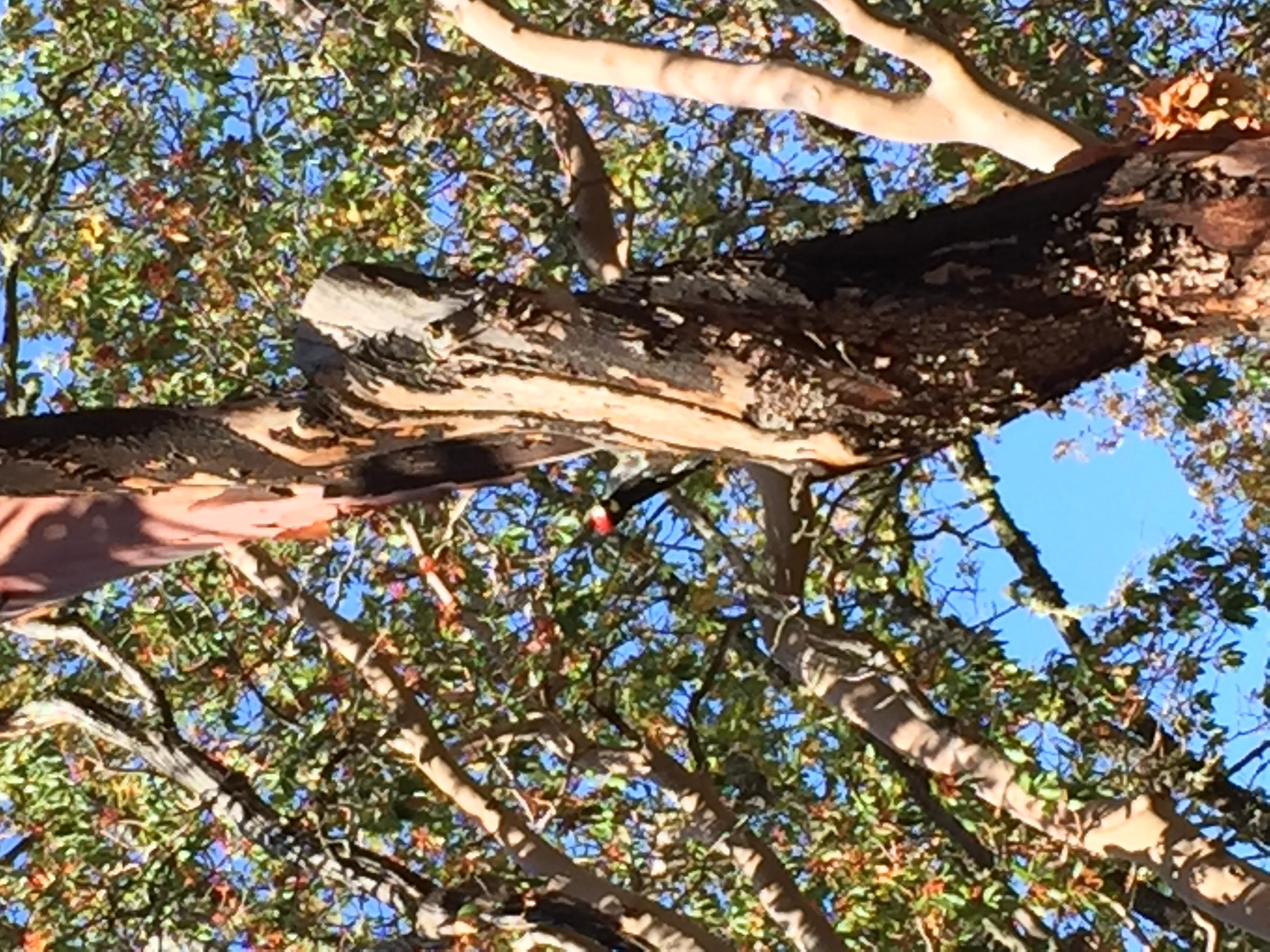 Pollo Tropical Closes Last 3 Jacksonville Restaurants Impact of Pollo Tropical's Closure on Jacksonville's culinary Scene