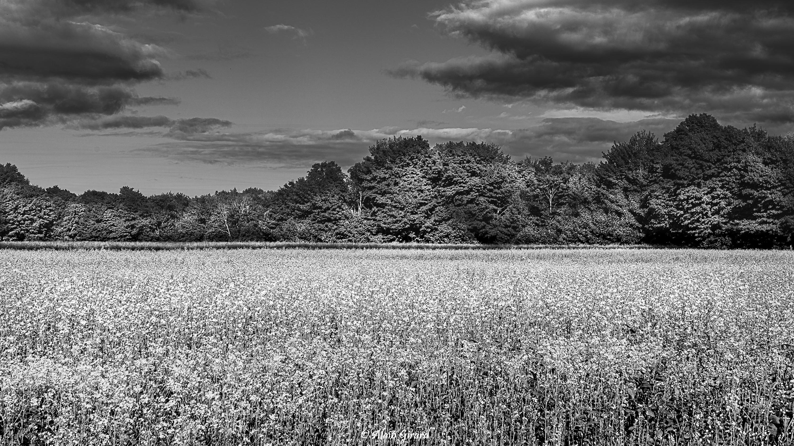 Despite recent layoffs, Meta is expanding in India Recommendations for Sustained Success: Leveraging Local Talent and Innovation in India