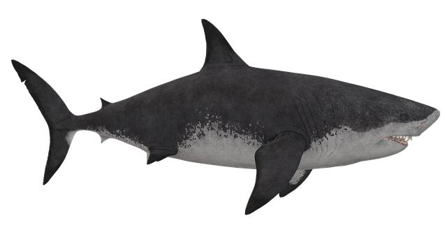 Bull shark bites off both hands of woman on beach ‘after she tried to take its picture’ Expert Opinions on Shark Behavior and Safety Precautions for Beachgoers