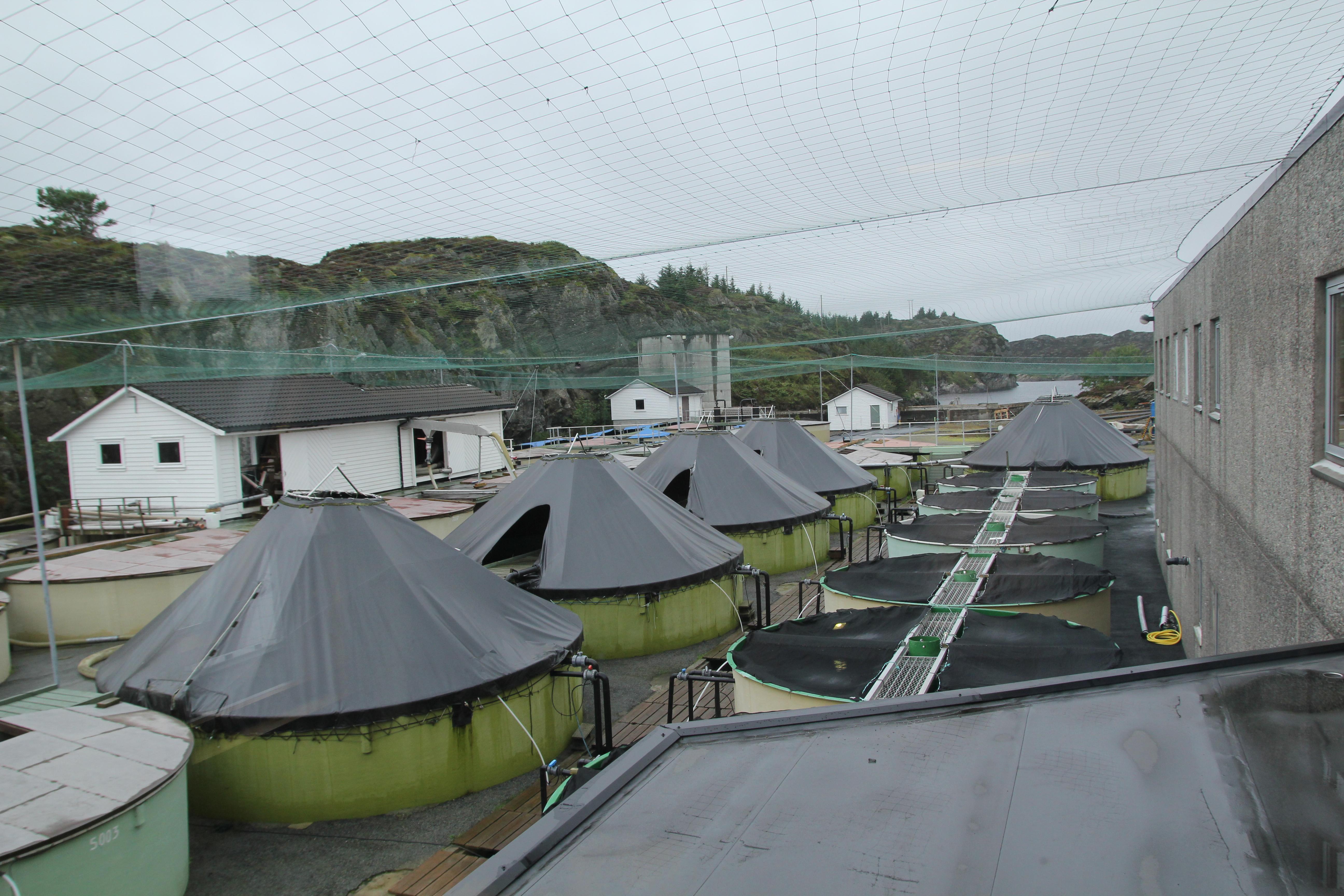 Eidesvik Offshore predicts tailwinds in 2025 despite docking slowdown Eidesvik Offshore Projects Optimism Amidst Docking Challenges