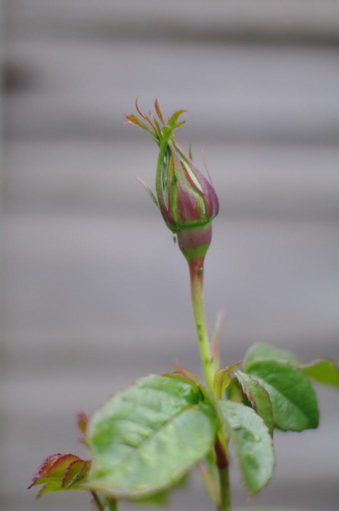 'They killed all these young people' - BBC investigates alleged massacre in rebel-held Congolese city Potential Pathways for accountability and Justice in the Aftermath of Tragedy