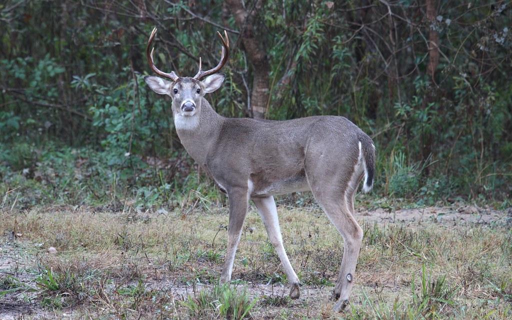 Bucks rule Damian Lillard out indefinitely due to deep vein thrombosis in right calf Evaluating the Bucks' Roster Depth and Potential Adjustments