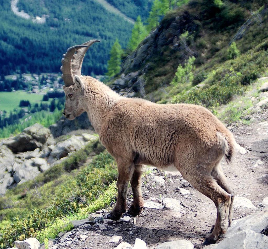 The IBEX Knowledge-Base: A central resource for multiplexed imaging techniques The Revolutionary Role of the IBEX Knowledge-base in Multiplexed Imaging Techniques