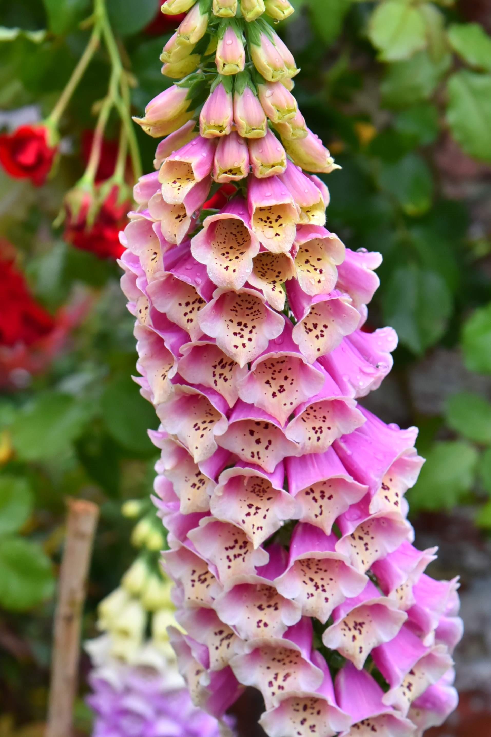 Building the Twilight Lego set was the therapy session I didn’t know I needed Tips for Maximizing the Therapeutic Experience of Lego Building