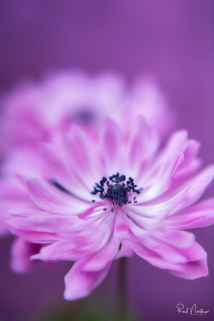 TJ Reid opens up on why he returned for a 19th season with Kilkenny TJ Reid Reflects on His Decision to Extend Storied Kilkenny Career