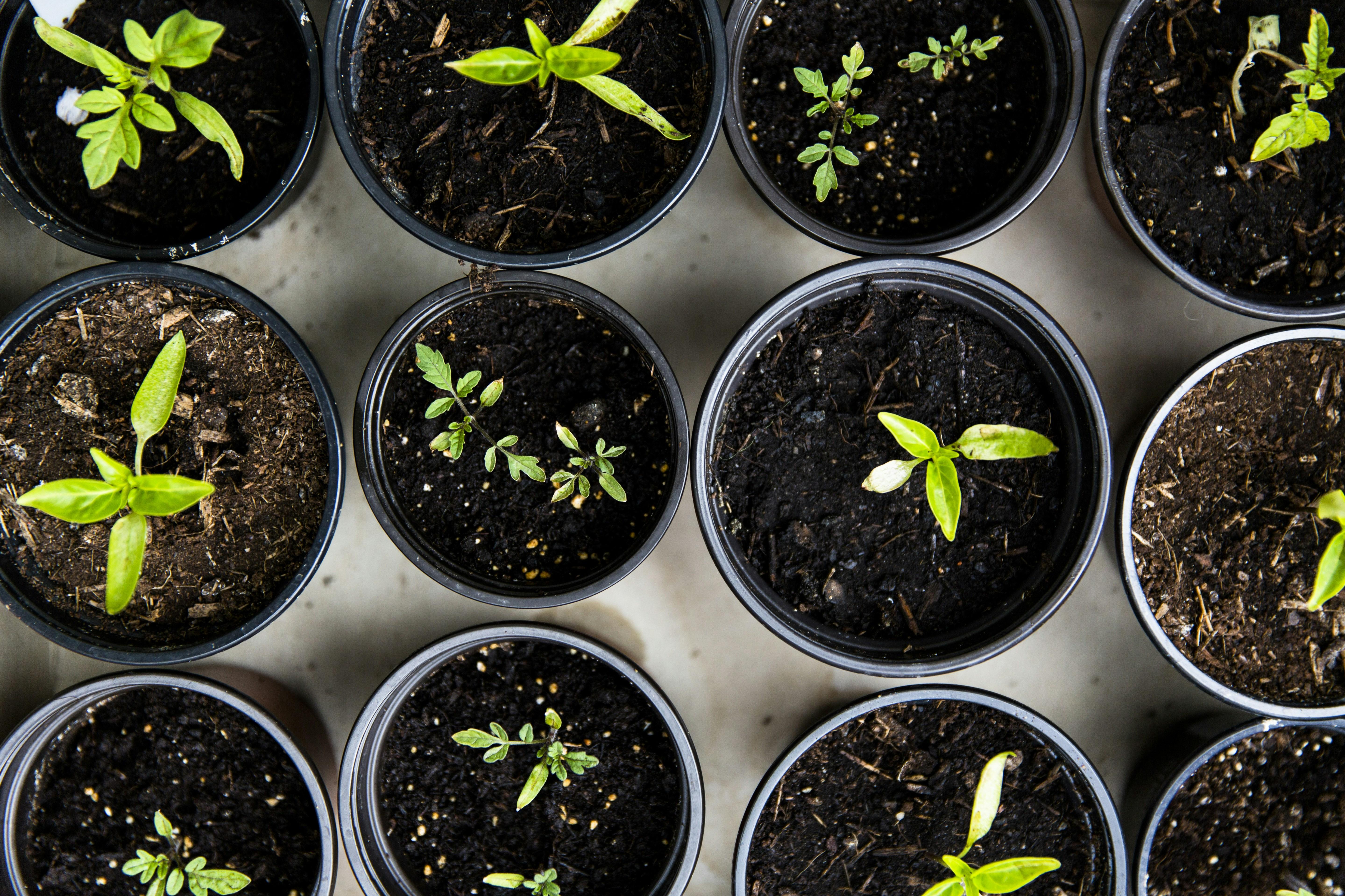 Dietitians Fact Check 5 Claims Made About Seed Oils Understanding Seed Oils: Dispelling Common Myths and Misconceptions
