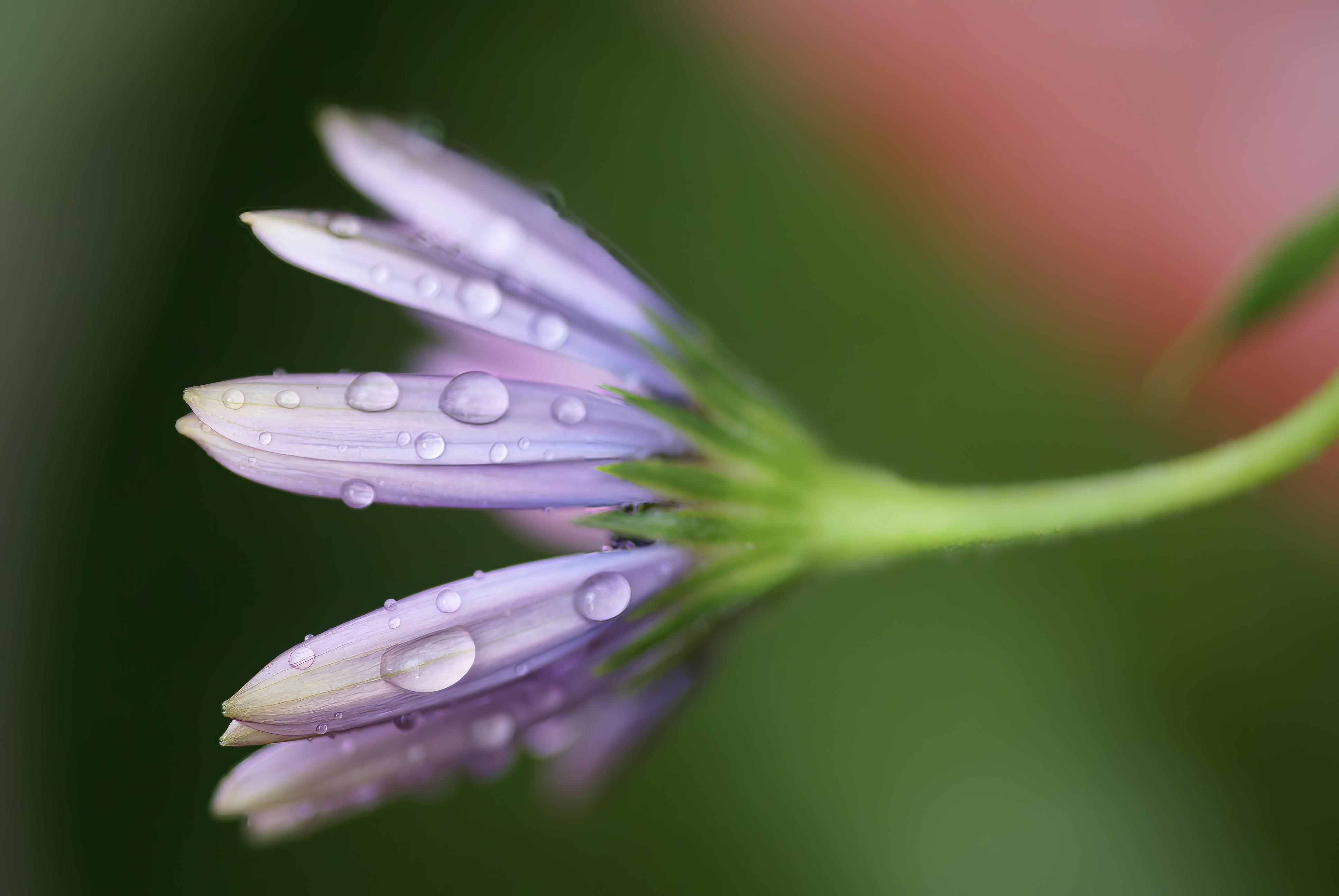 A Linguist’s Night at the Ball Exploring Linguistic Nuances in Cultural Celebrations