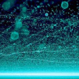 Bitcoin Maximalism: A Data-Driven Assessment On chain liquidity concentration supply dynamics and what the metrics imply for market resilience
