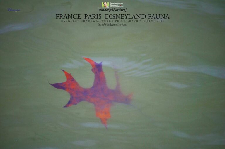 Binance France CEO Targeted in Home Invasion Attempt: Report