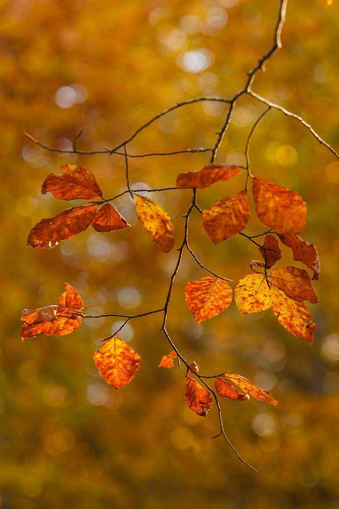 Unquackcinated Doctors: The Next Crypto Craze?