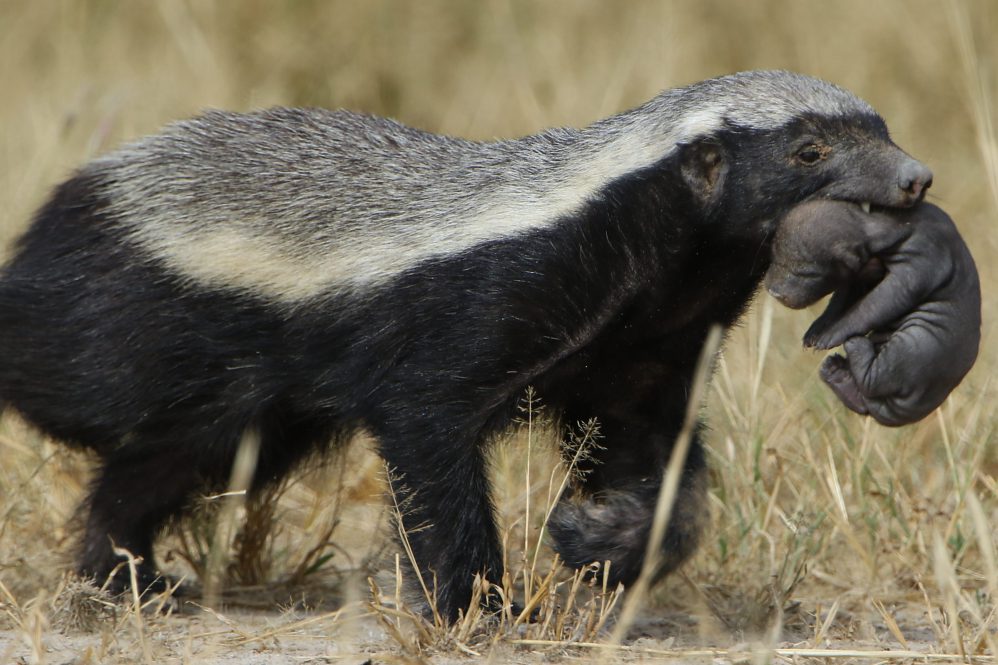 Crypto-curious? Tune in to Episode 78 Week 34: Honey Badger Don’t GAF about Bitcoin!
