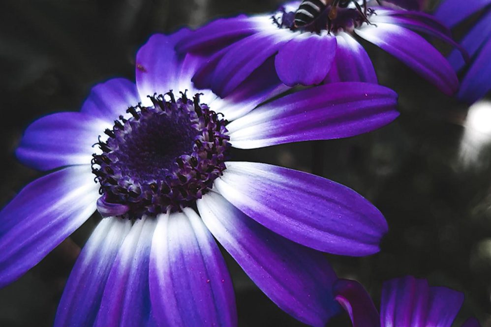 Finite Satiation: The Immovable Limit of Bitcoin’s Monetary Supply