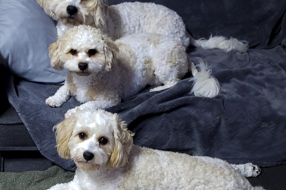 Understanding Nostr Protocol Relay: A Comprehensive Analysis