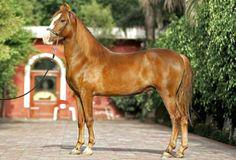 Mawari Announces Node Sale to Bring Immersive Content to the World