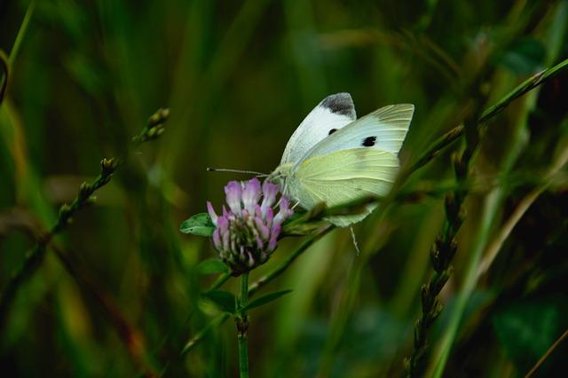 SECs Record Enforcement Actions Spell Increased Accountability for Corporations