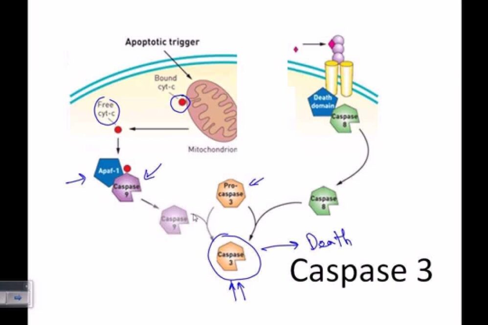 Caspase 3 and caspase 7 promote cytoprotective autophagy and the DNA damage response during non-lethal stress conditions in human breast cancer cells