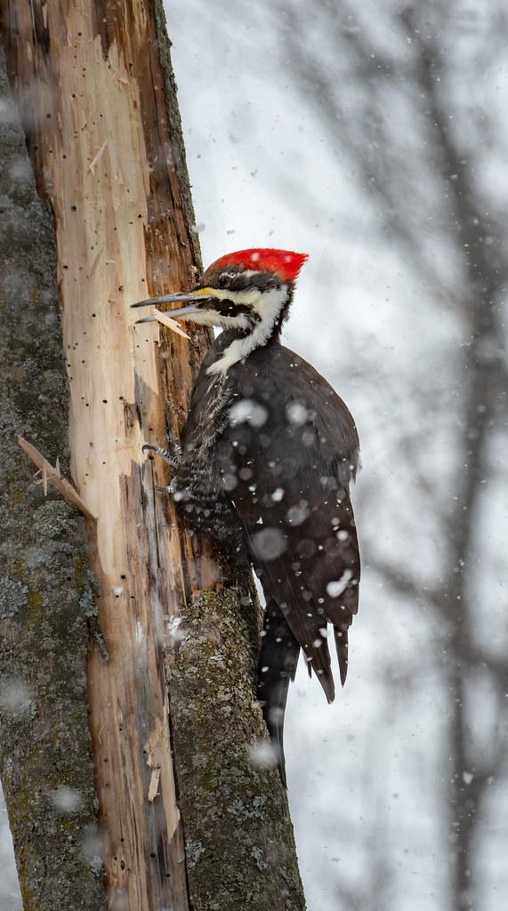 Ensuring Sustainability: Recommendations for Future Olympic Host Cities