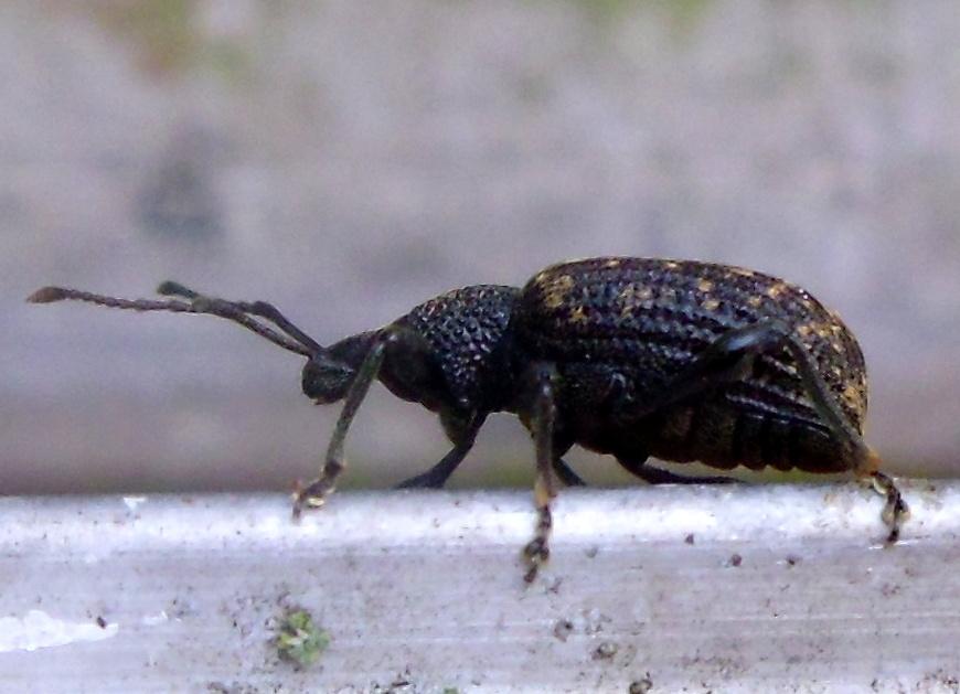 Wood-eating beetles may make wildfires emit even more carbon