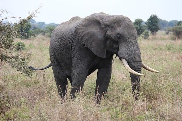The African King at Edward VII’s Coronation