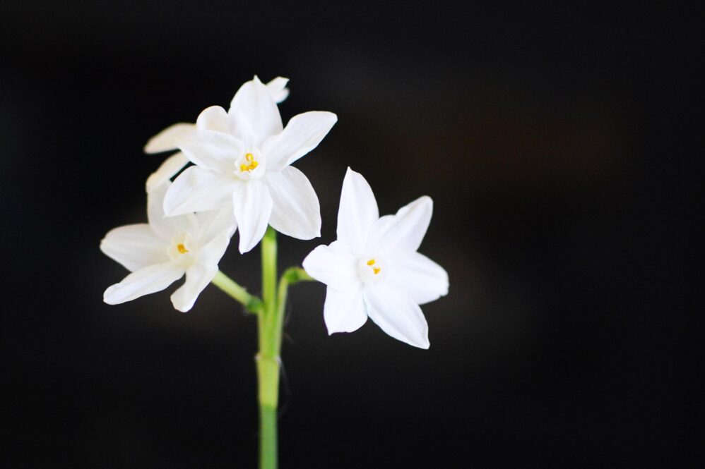 To Paperwhite or not to Paperwhite, these are the best Kindles in Amazons lineup